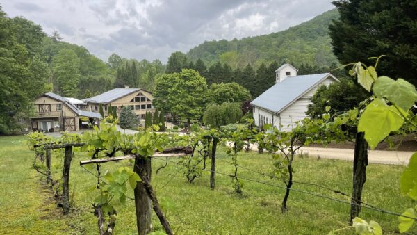 The Vineyard